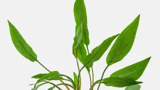 Planta acvariu Stoffels Cryptocoryne Undulata