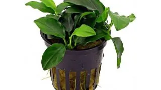 Planta acvariu Stoffels Anubias Barteri Nana