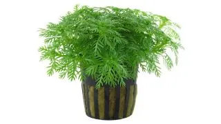 Planta acvariu Hottonia Palustris Tropica