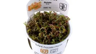 Planta acvariu Rotala Rotundifolia H-ra in vitro Tropica