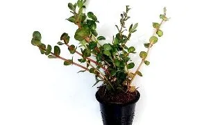 Planta acvariu Rotala rotundifolia Laos Dennerle