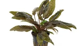 Planta acvariu Cryptocoryne Wendtii Tropica Stoffels