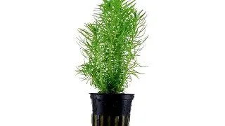Planta acvariu Pogostemon Erectus Stoffels