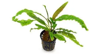 Planta acvariu Cryptocoryne Crispatula Balansae Stoffels
