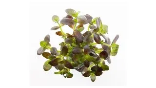 Planta acvariu Dennerle Bacopa salzmannii 'Purple'