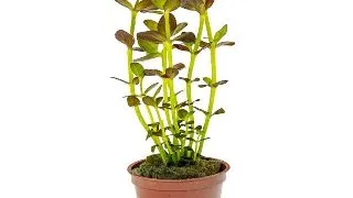 Planta acvariu Tropica Bacopa salzmannii 'Purple'