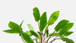 Planta acvariu Cryptocoryne wendtii Green Stoffels
