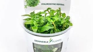 Dennerle Staurogyne Repens In-Vitro