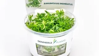 Dennerle Ranunculus inundatus In-Vitro