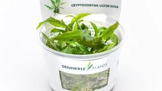 Planta acvariu Dennerle Cryptocoryne usteriana In-Vitro