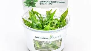 Dennerle Cryptocoryne wendtii Broad Leaf In-Vitro