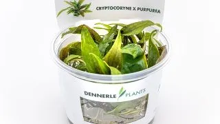 Dennerle Cryptocoryne x purpurea In-Vitro