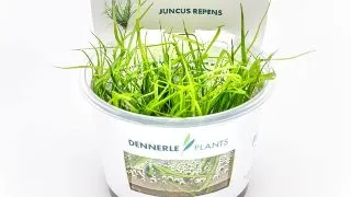 Dennerle Juncus repens In-Vitro