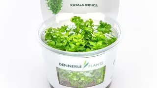 Dennerle Rotala indica In-Vitro