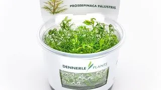 Dennerle Proserpinaca palustris In-Vitro