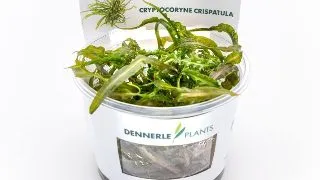 Dennerle Cryptocoryne crispatula In-Vitro