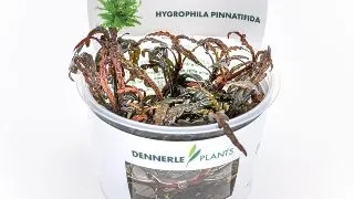 Dennerle Hygrophila pinnatifida In-Vitro