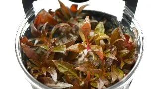 Planta acvariu Alternanthera Reineckii Mini in vitro Stoffels