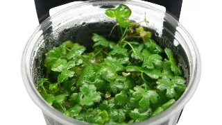 Planta acvariu Hydrocotyle Tripartita in vitro Stoffels