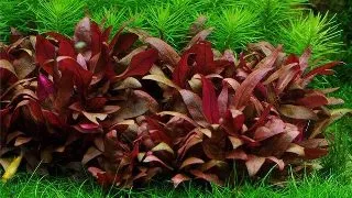 Planta acvariu Alternanthera Reineckii Mini in vitro Tropica