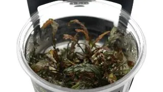 Planta acvariu Hygrophila Pinnatifida in vitro Stoffels