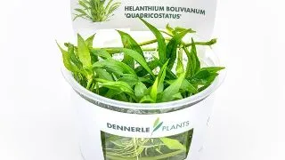 Planta acvariu Helanthium bolivianum Quadricostatus in vitro