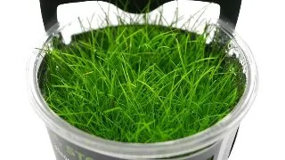 Planta acvariu Eleocharis Acicularis in vitro Stoffels