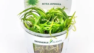 Planta acvariu Blyxa Japonica in vitro Dennerle