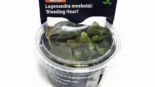 Planta acvariu Lagenandra meeboldii 'Bleeding Heart' in vitro