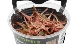 Planta acvariu Cryptocoryne Fancy Pink In Vitro Stoffels