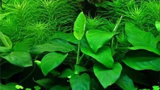 Planta acvariu Anubias barteri nana in vitro Tropica
