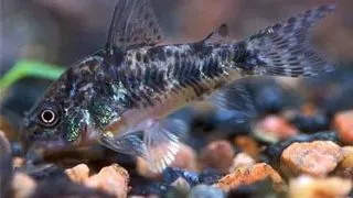 Corydoras Paleatus