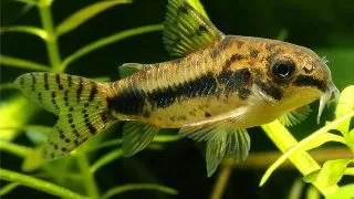 Corydoras habrosus