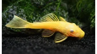 Ancistrus lemon long fin l144