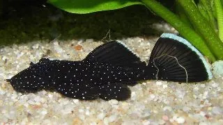 Ancistrus	hoplogenys