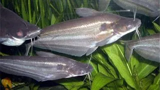 Schilbe mystus