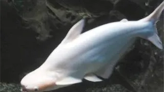 Pangasius sutchi albino