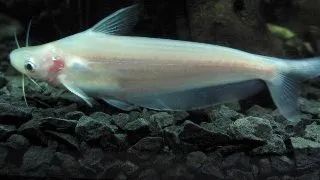 Schilbe mystus albino