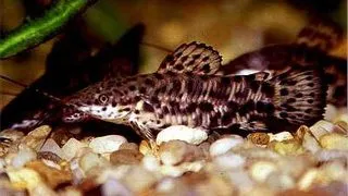 Hoplosternum Thoracatum