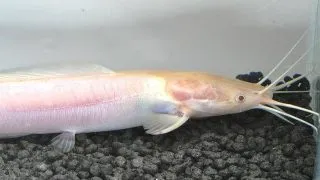 Clarias batrachus albino
