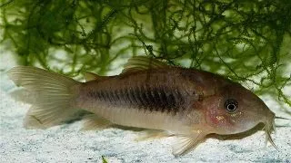 Corydoras Aeneus