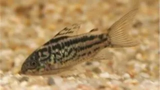 Pesti Corydoras elegans