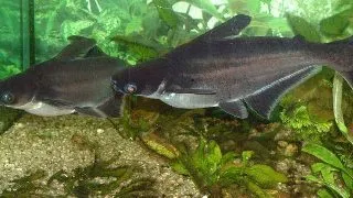 Pangasius sutchi