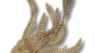 Ancistrus sp. long fin