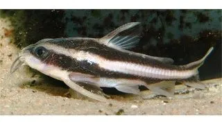 Platydoras costatus