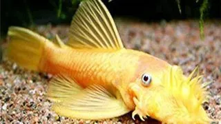 Ancistrus albino