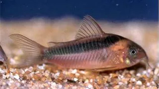 Corydoras	rabauti
