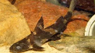 Leiocassis siamensis