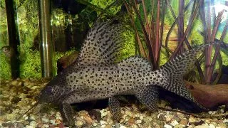 Synodontis eupterus