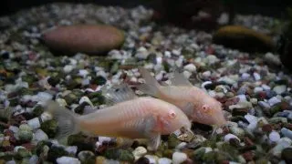 Corydoras paleatus albino
